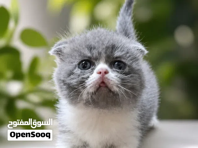 ولد ميكس اسكوتش × بيرشن
