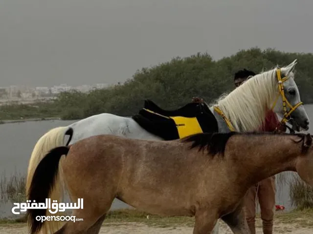 فرس عربيه خط جمال مع مهرتها جمال وباطح من فحل جمال