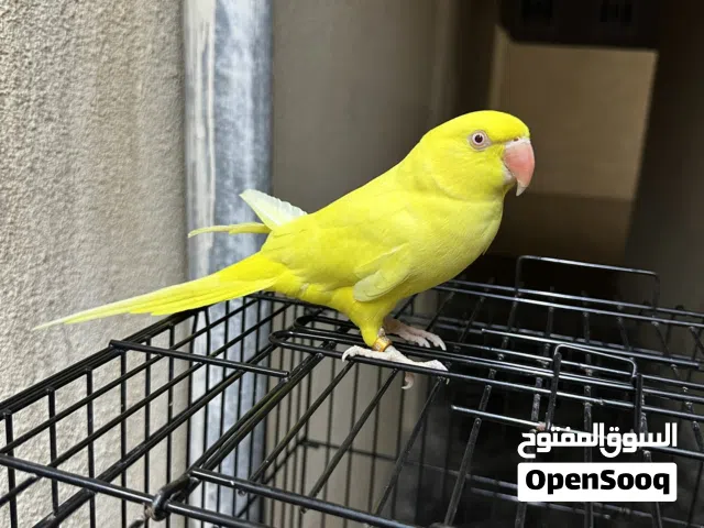 متوه الدره أنثى اليفه 100%100