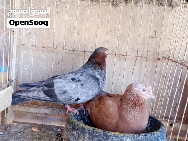 بهلوان امريكي مصوقر