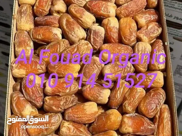 صقعى سعودى جامبو فاخر
