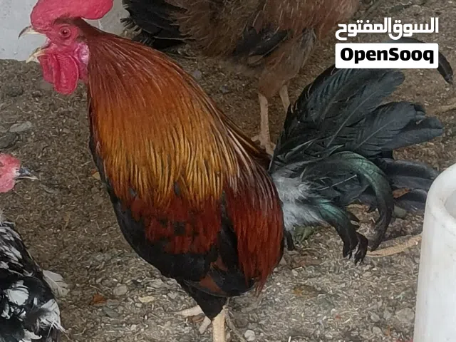 دجاجة وديك كويتي