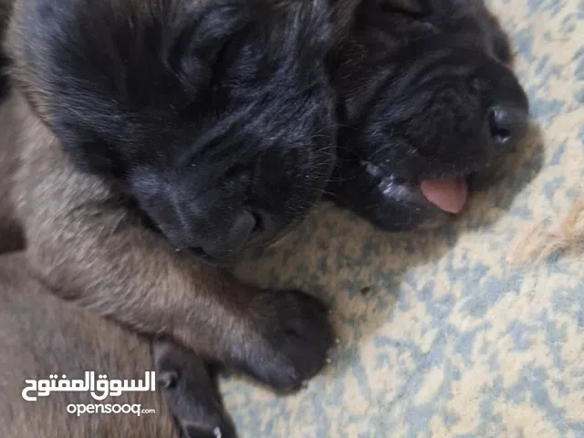 جراو مالينوا الأصل  للبيع  عمر عشرين يوم