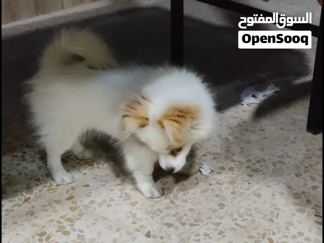 موبرينيان ذكر عمره 4 شهور للبيع حجم صغير ذكي جدا ويحب اللعب مع الاطفال ماخذ جميع المطاعيم ومعه دفتره