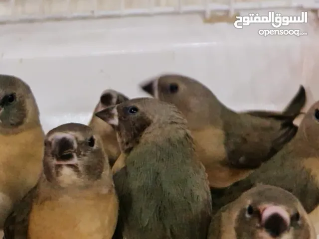 زغليل جوالدين فينش