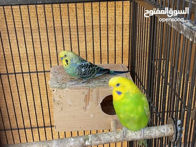 للبيع زوج بادجي لون حلو وحجم