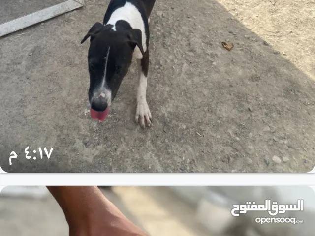 كلاب بيتبول فايتر