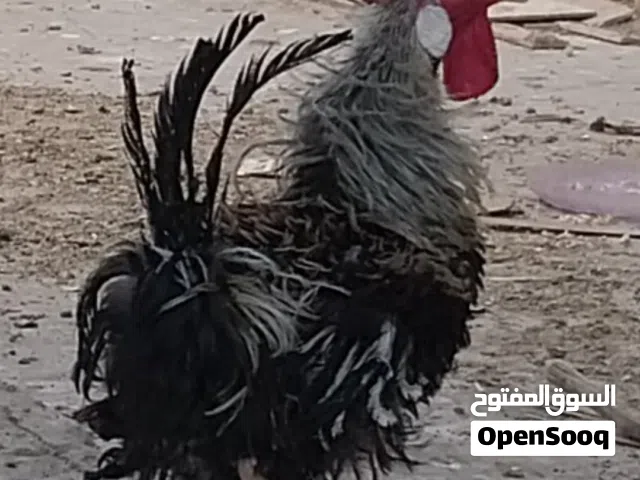 ديج مكلش اللوان جميلة احلى من الصورة