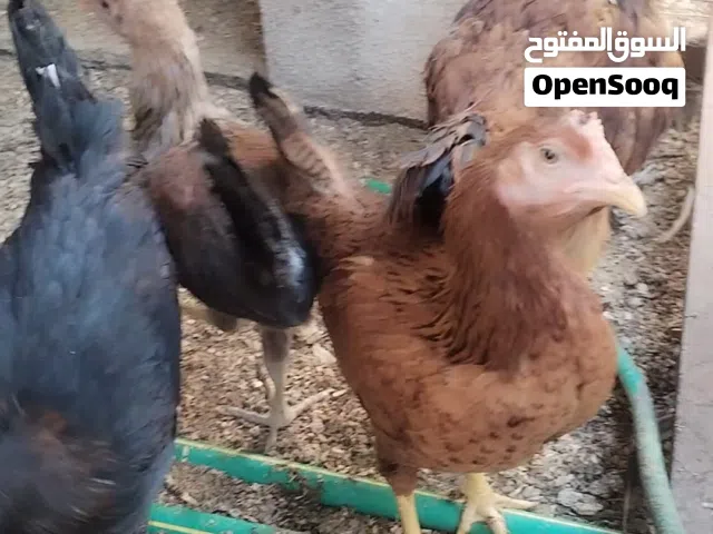 13 دجاجة وديج واحد للبيع