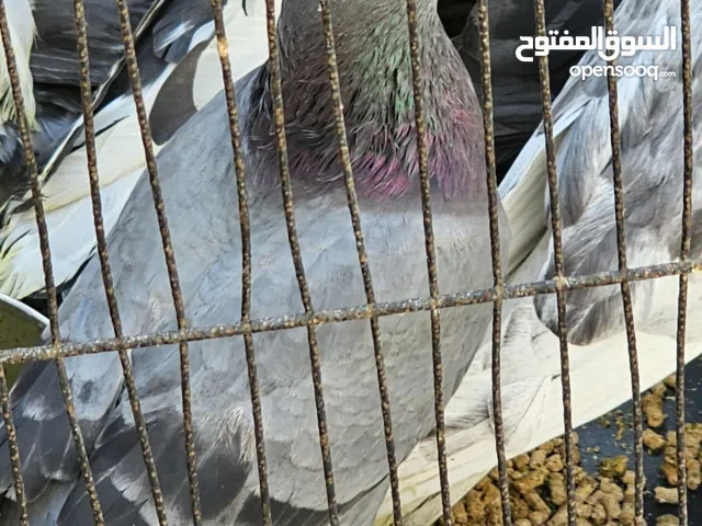 pigeons for sale Khalifa city A Abu Dhabi
