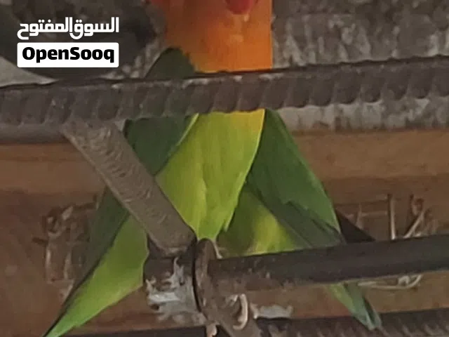 طيور روز وفيشر وعفاد للبيع