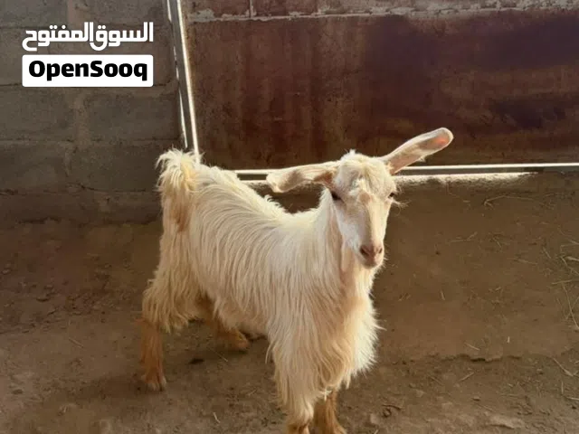 غنم جامودية للبيع