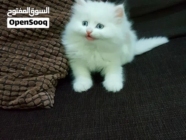 Persian Domestic Longhaired Kittens