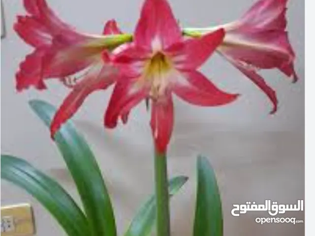 ورده الزنبق