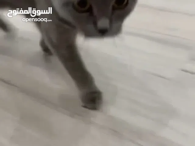 سكوتش فولد بيور