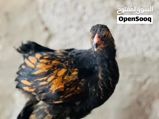 براهما سبرايت درجة اولى