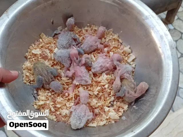 انتاج روز ترويض