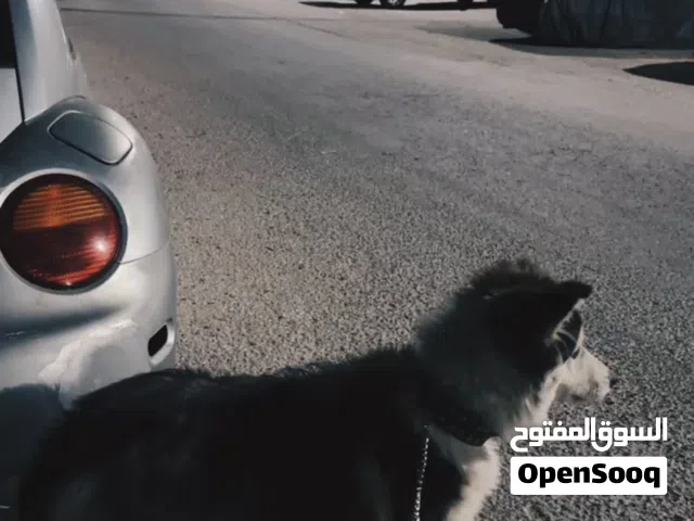 كلب هاسكي للبيع بسعر مغري