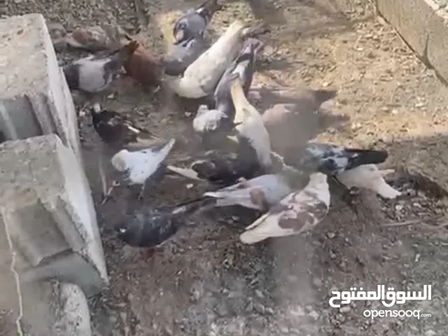 حمام للبيع+بطه