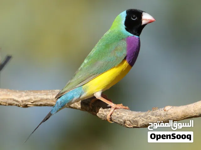looking for female gouldian Finch in reasonable price.