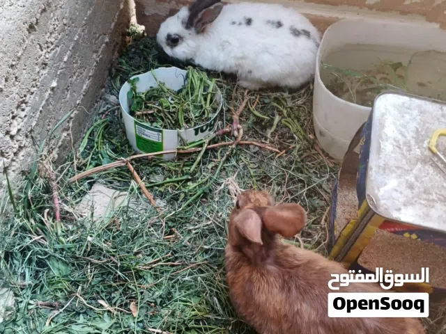 جوز ارانب للبيع