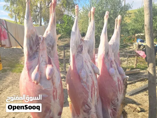 قصاب خبرة في جميع انواع المواشي