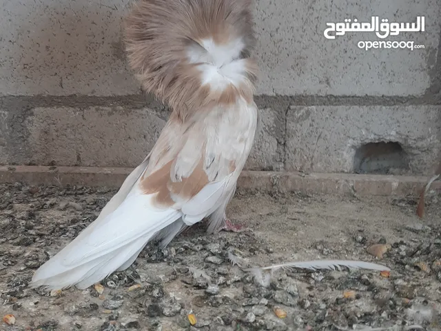 فحل جاكوبين