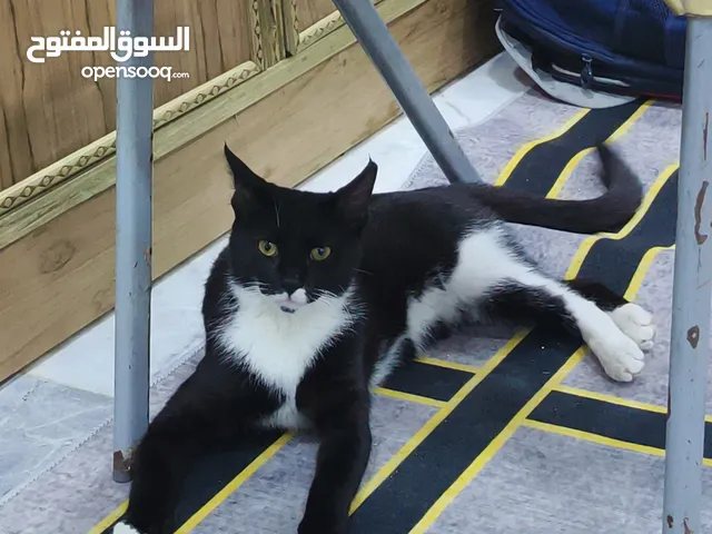 قطه سوداء وبيضاء جميلة للبيع