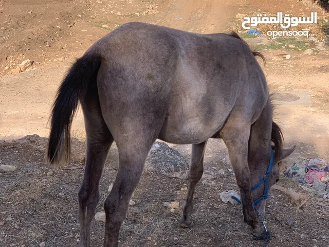 مهره للبيع