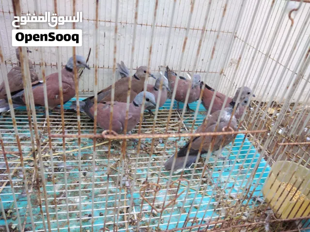 يمام للبيع محليات  انواع مختلفه تابع الوصف