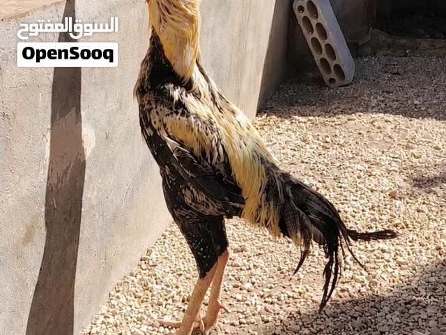 يوجد ديك باكستاني الماني نخب النخب ويوجد صيصان لمبرجيني وسايكس