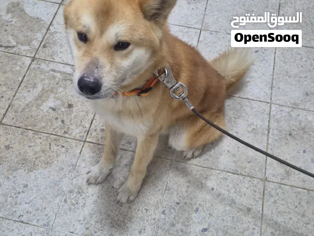 اكيتا ذكر العمر سنه ونص