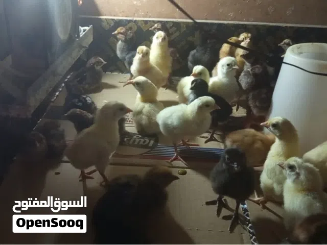 صيصان بلدي وفيومي ولوهمان عمر 5 ايام