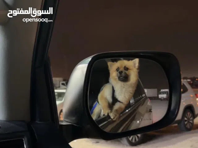 كلب بوبرينيان