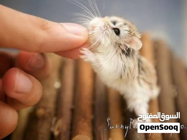 للبيع هامستر روسي