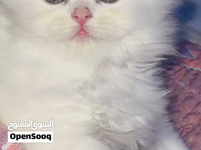 للبيع قط رمادي بسبب السفر