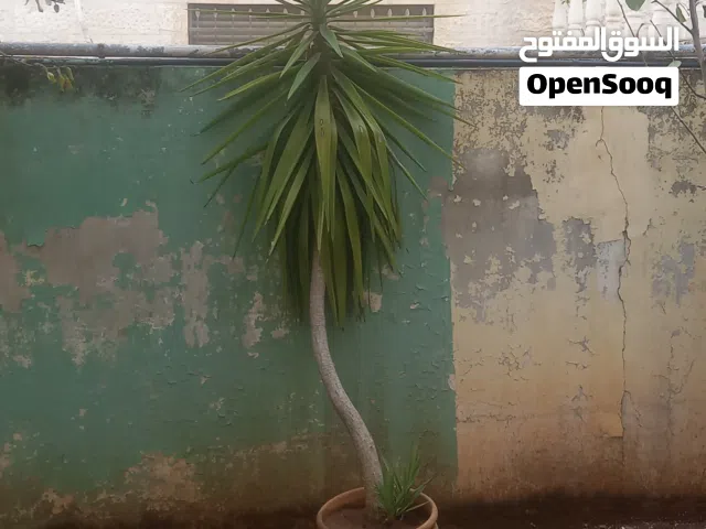 شجر زينة للبيع