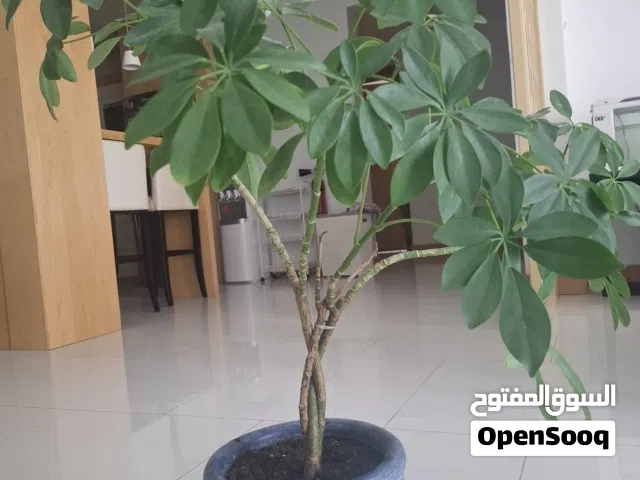 Indoor plants for sale along with vases.
