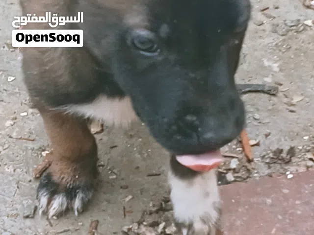 جراوة للبيع