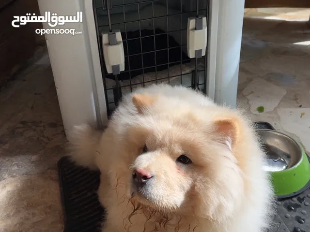 جرو تشاو تشاو للبيع