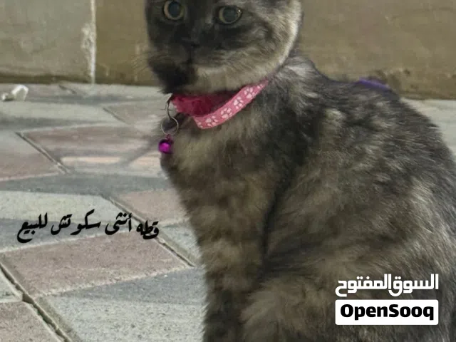 قطط متنوعه للبيع