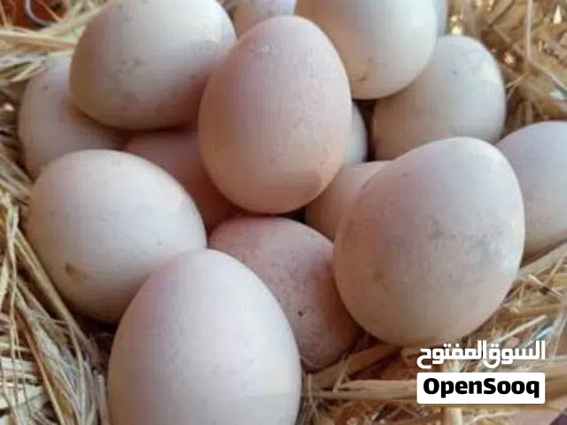 مطلوب بيض طاووس وحصرا من العماره ويكون مخصب جزاكم الله خيرا