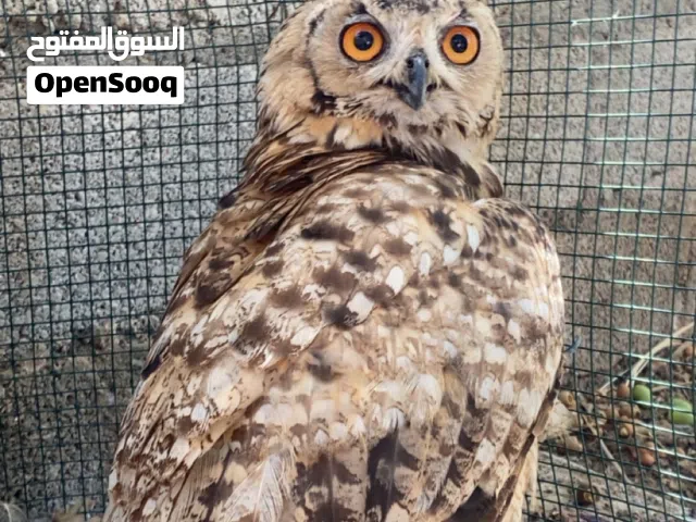 بوم نسريه انثى