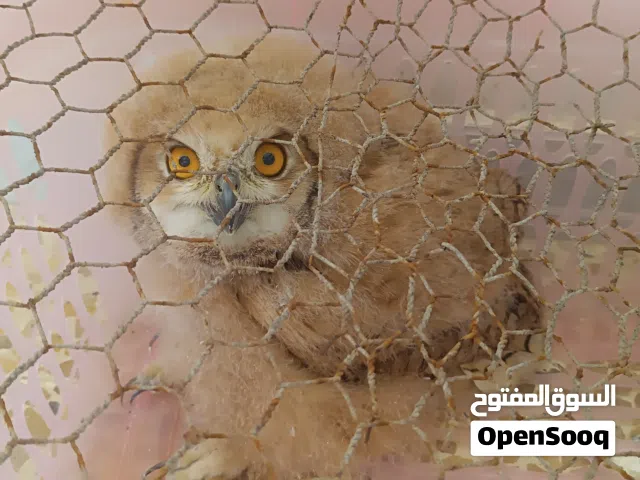 بيبي بومة..