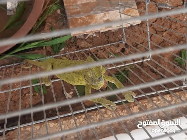 حرباي للبيع