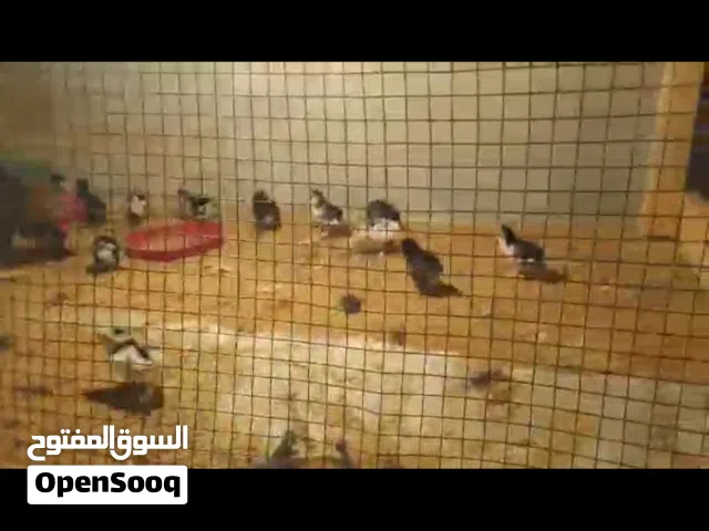 لاقوه إلا بالآله دجاجه هجين براهما تحتها 16 الكتكوت سابل بوت حضان طبيعي عمرهم 10ايام صحتهم ربي ايباك