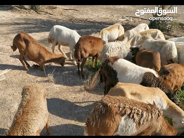 أغنام جعد يمني الحجم الكبير