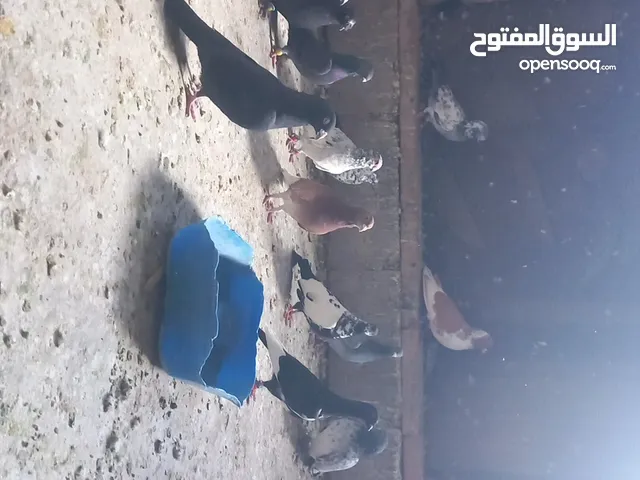 للبيع يقيمن في جرش المصطبه