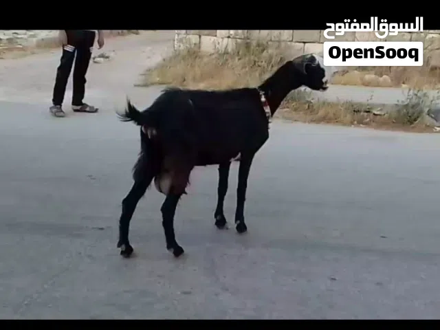 بسم الله ماشاء الله تبارك الرحمن عنز مقنوي اول بطن هادا اجديد حليبها اكويس الله يطرح البركه