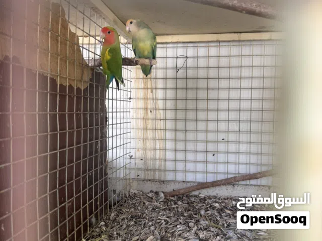للبيع زوج روز